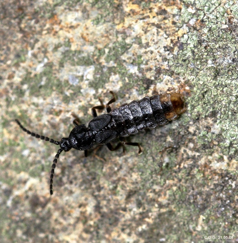 Phosphaenus - Bild von C. Dobler 1.6.2008