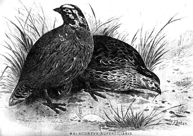 ex Hume & Marschall 1879