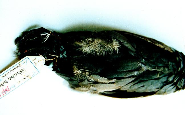Specimen at the BM(NH)