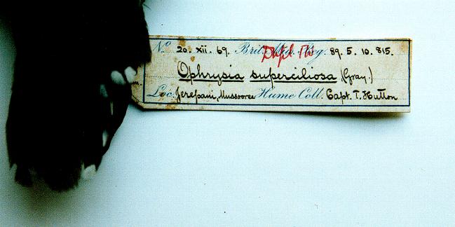 Specimen at the BM(NH) (2)