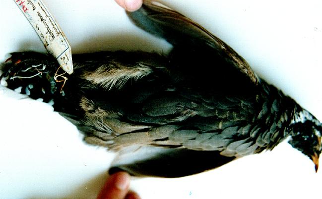 specimen at the BM(NH) (3)