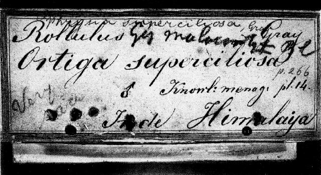 Label (1) on the Leiden specimen