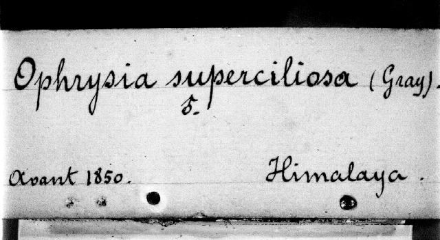 2nd label on the Leiden specimen